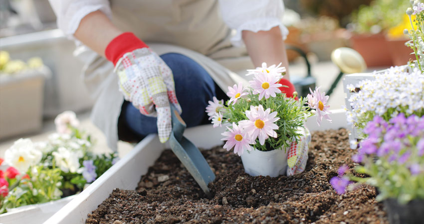 planting-flowers